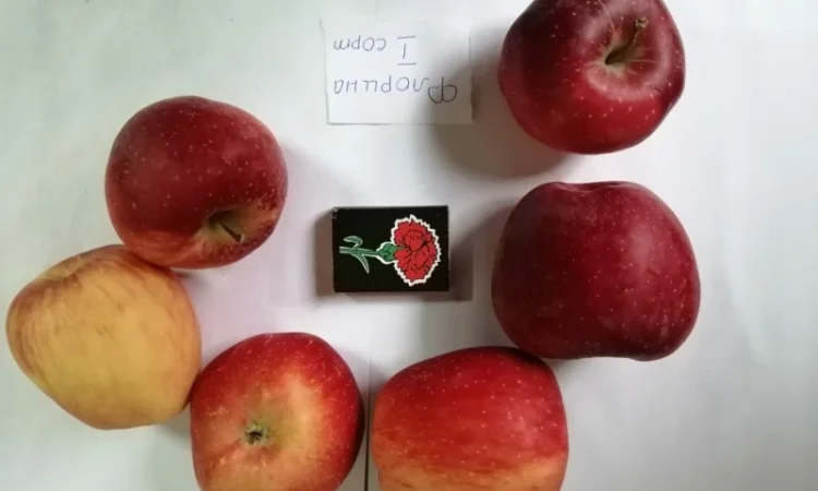 Срочно продаються яблука різних сортів та натуральний сік від виробника - фото № 6