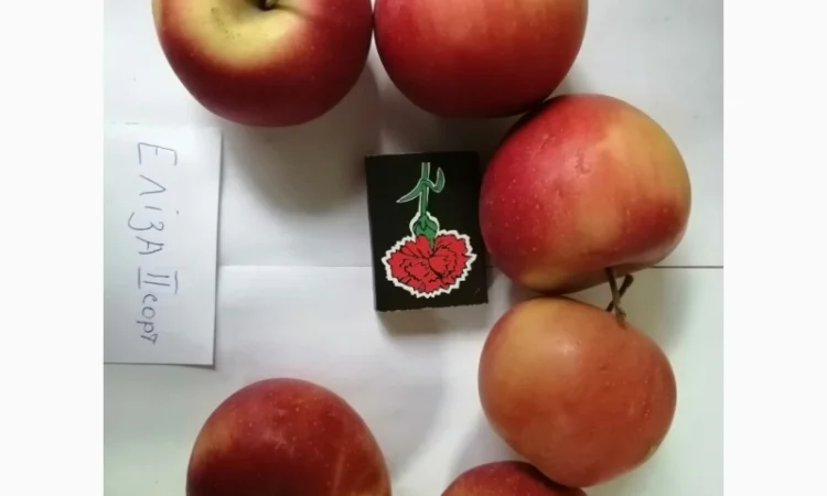 Срочно продаються яблука різних сортів та натуральний сік від виробника - фото № 7