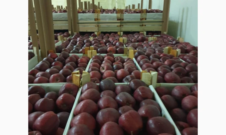 Яблука оптом - більше 15 сортів - фото № 1