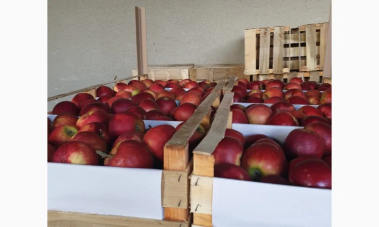 Яблука оптом - більше 15 сортів - фото № 2