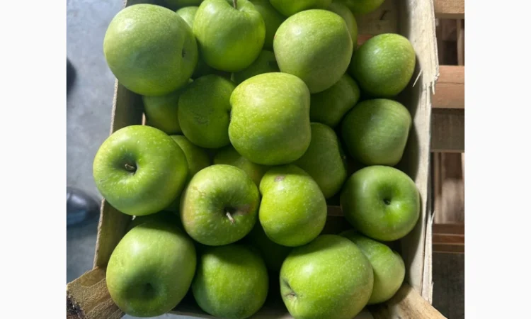 Яблука оптом - більше 15 сортів - фото № 3