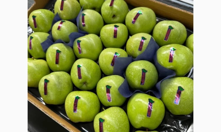 Яблука оптом - більше 15 сортів - фото № 5