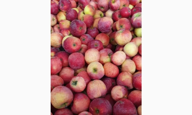 Породам яблука фрешовані з холодильника - фото № 4