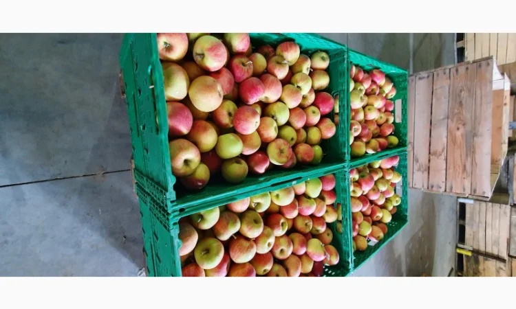 Породам яблука фрешовані з холодильника - фото № 2