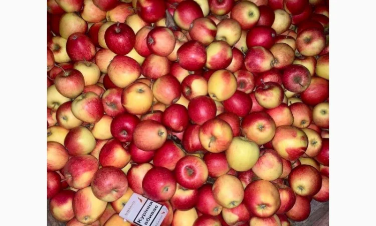 Продам оптом яблука з холодильника фрешовані - фото № 3