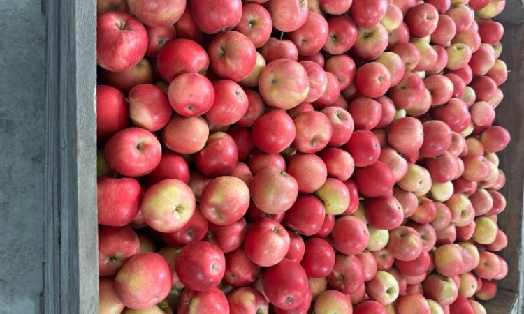 Продам оптом яблука з холодильника фрешовані - фото № 1