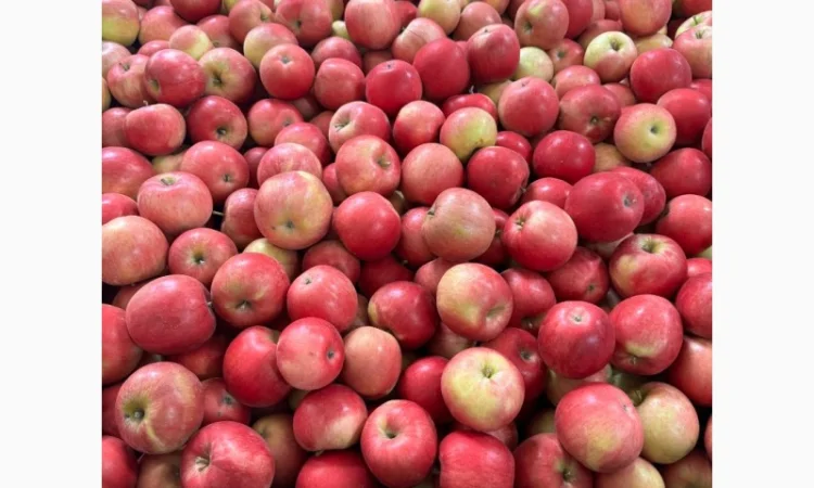 Продам оптом яблука з холодильника фрешовані - фото № 2