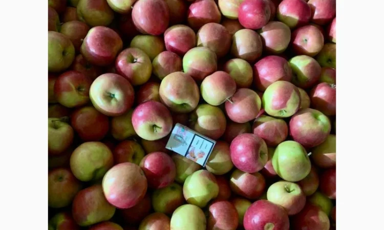Продам оптом яблука з холодильника фрешовані - фото № 7