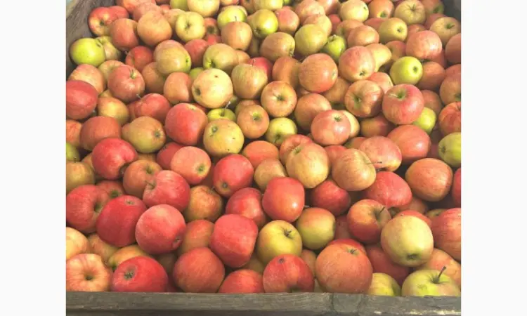 Продажа яблок оптом из холодильника Smart Fresh - фото № 4