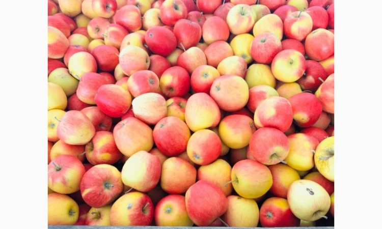 Продам оптом яблука з холодильника фрешовані - фото № 5