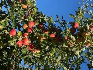 Продам яблука оптом - фото № 3