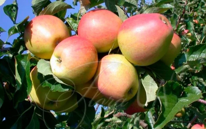 Продаються яблука другого сорту відмінної якості - фото № 1