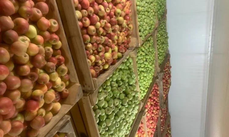 Продаются яблоки разных сортов - фото № 5