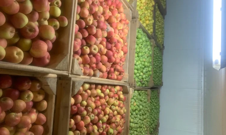 Продаются яблоки разных сортов - фото № 6