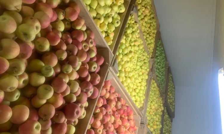 Продаются яблоки разных сортов - фото № 8