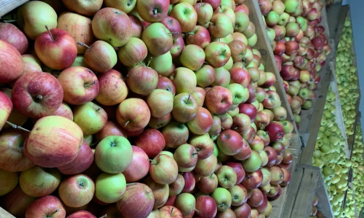 Продаются яблоки разных сортов - фото № 1