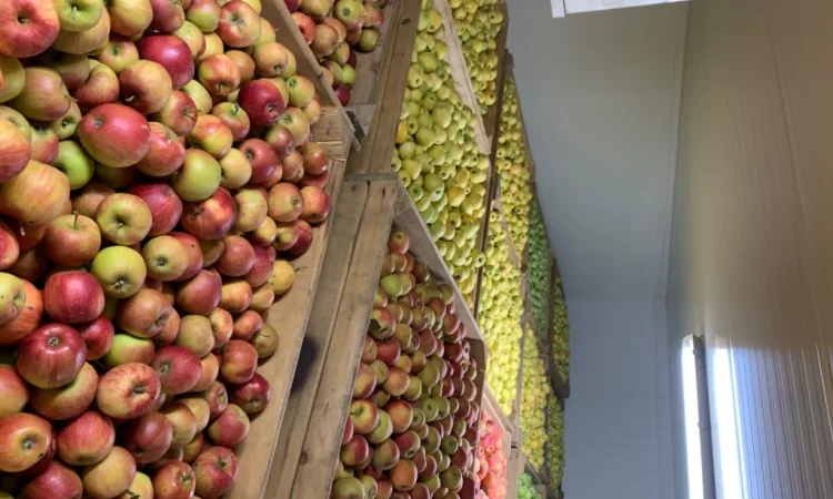 Продаются яблоки разных сортов - фото № 2