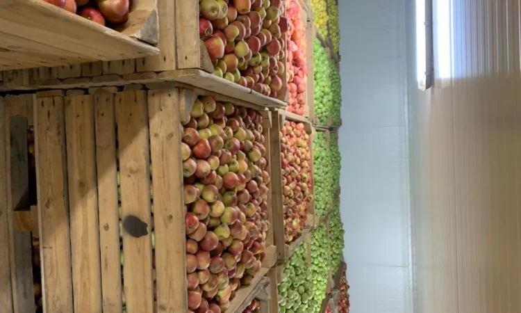 Продаются яблоки разных сортов - фото № 3