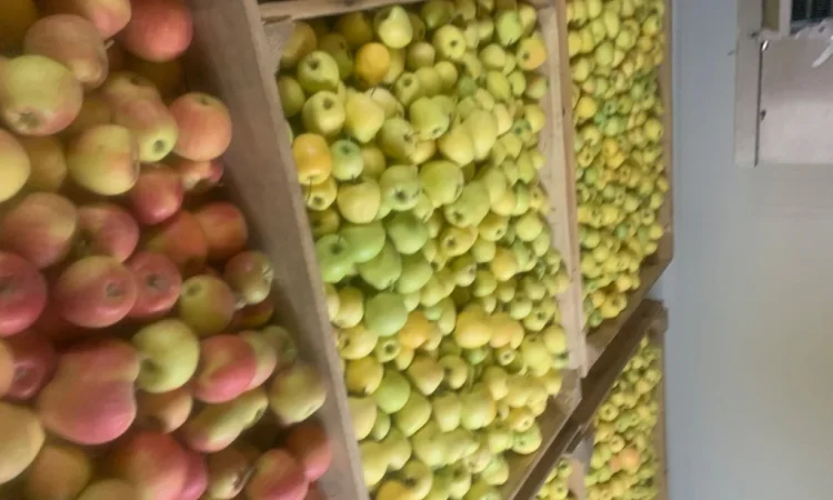 Продаются яблоки разных сортов - фото № 4