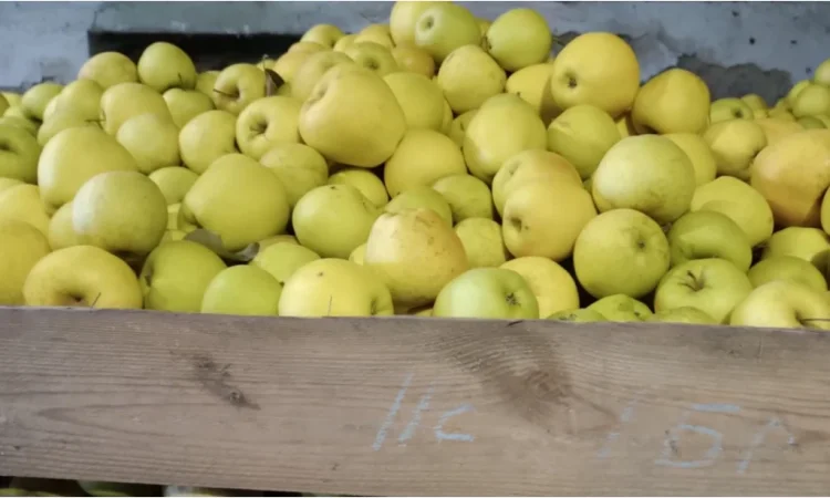 Продаються яблука різних сортів - фото № 1
