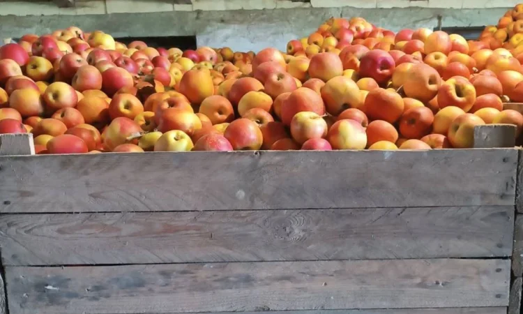 Продаються яблука різних сортів - фото № 2