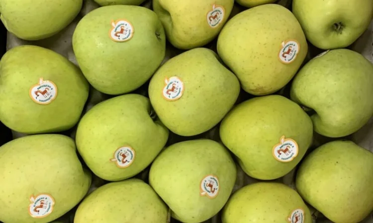 Куплю яблука сорту Golden Delicious - фото № 1