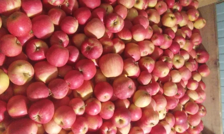 Продается яблоки различных сортов - фото № 1