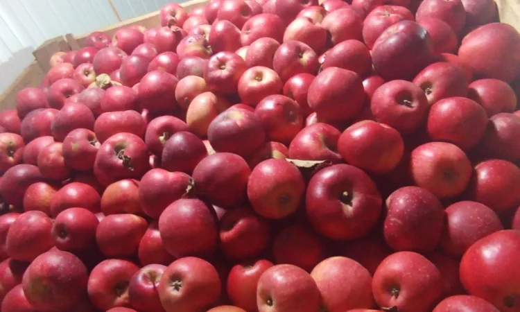 Продается яблоки различных сортов - фото № 2