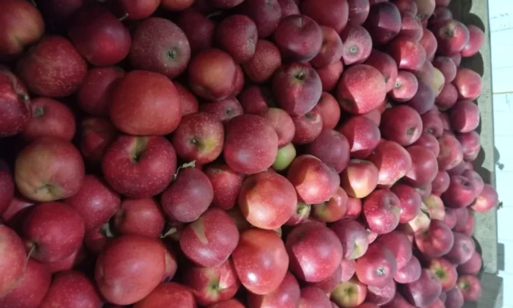 Продается яблоки различных сортов - фото № 3