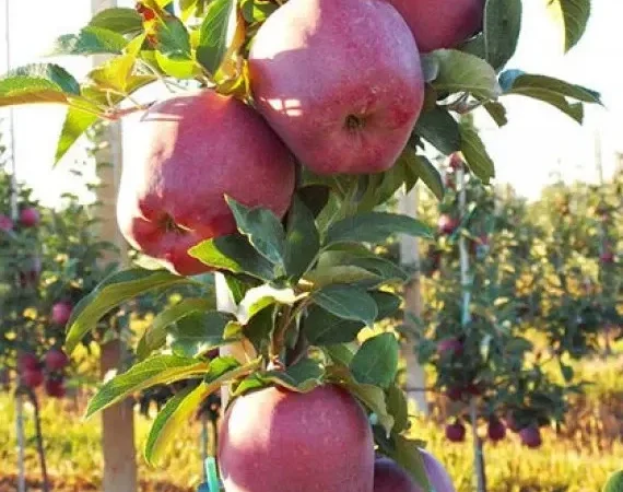 Яблуко Ред Чіф 1 сорту - опт від 20 тонн | каліброване - фото № 1