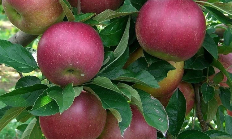 Яблуко Айдаред (Idared) 1 сорт – опт від 20 тонн - фото № 1