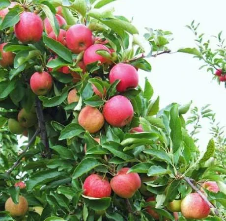 Яблуко Гала (Gala / Gala Must) 1 сорт - опт від 10 тонн - фото № 1