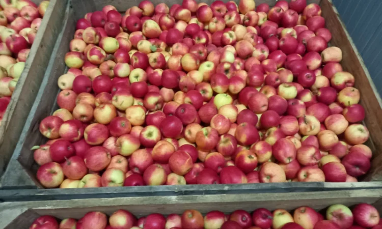 Продаются яблоки Пинова и Джонаголд - фото № 1