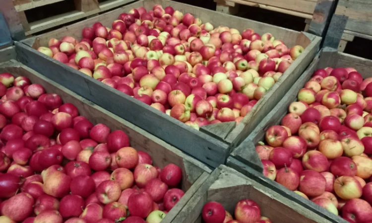 Продаются яблоки Пинова и Джонаголд - фото № 3