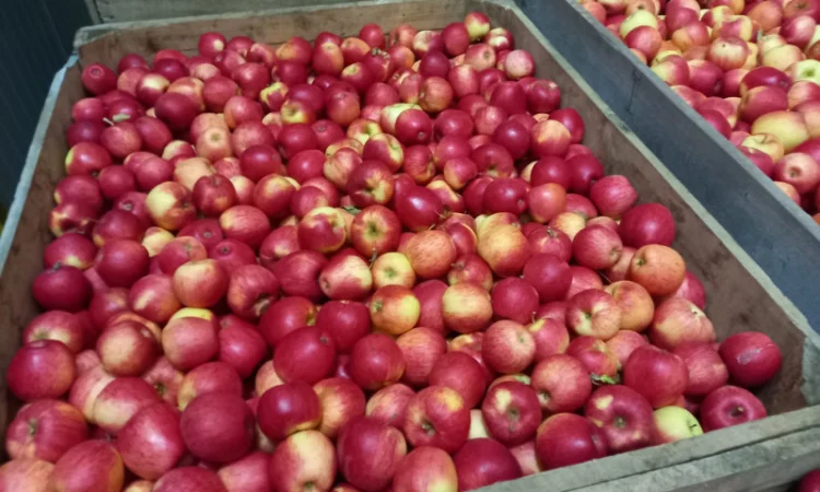 Продаются яблоки Пинова и Джонаголд - фото № 4