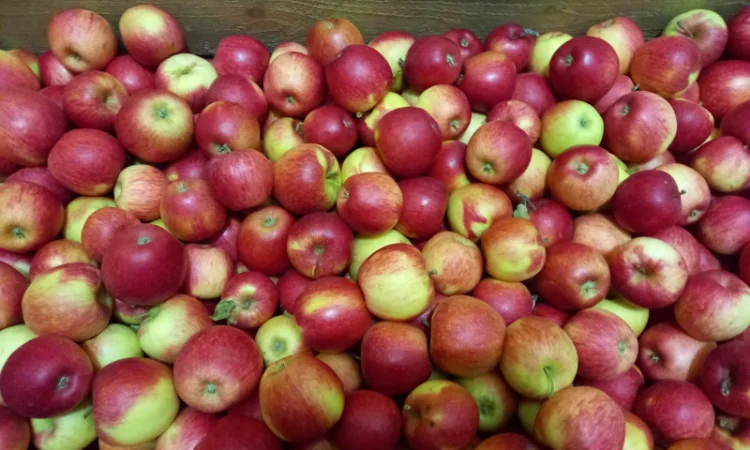 Продаются яблоки Пинова и Джонаголд - фото № 5