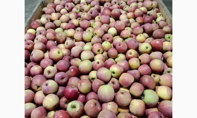 Продаж яблук різних сортів - фото № 2