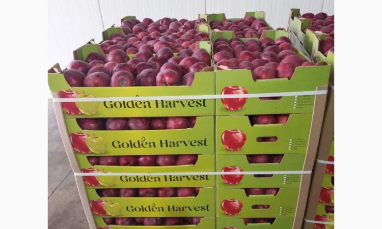 Продаються яблука сортів Джеромін, Голден, Фуджі - фото № 4