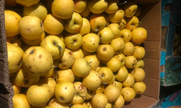 Продаются яблоки для сока - фото № 1