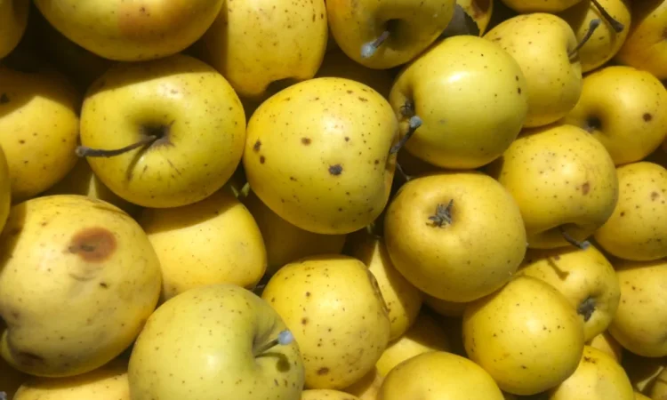 Продаются яблоки для сока - фото № 2