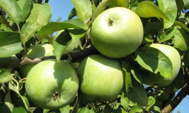 Закупаем яблоки сорта Семеренко оптом от 20 тонн - фото № 1