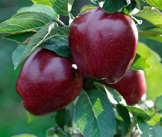 Закупка яблок сорта Джероміні (премиум качество) от 10 тонн - фото № 1