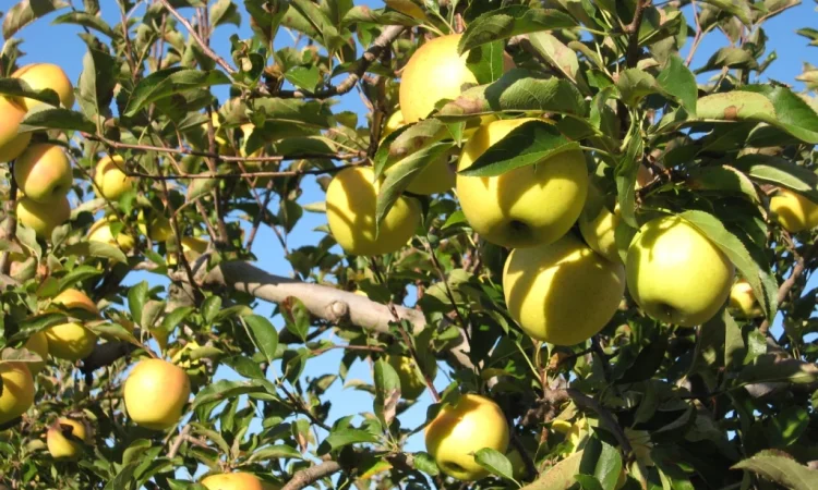 Закупка яблок Голден Делішес оптом от 10 тонн - фото № 1