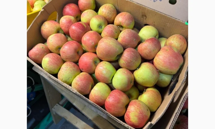 Продаются яблоки чемпион сорта Голдан, Фуджі, Флоріна - фото № 1