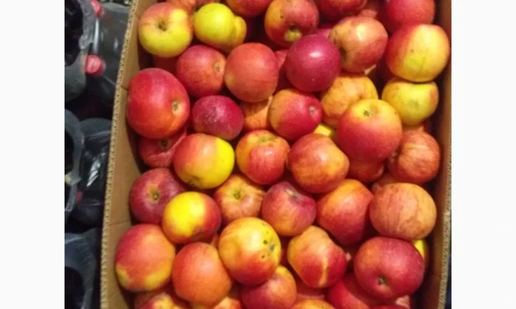 Продается яблоки сорта Айдарет и Декоста - фото № 1