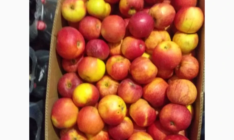 Продается яблоки сорта Айдарет и Декоста - фото № 2