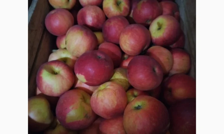 Продаются яблоки сорта Фуджі - фото № 1