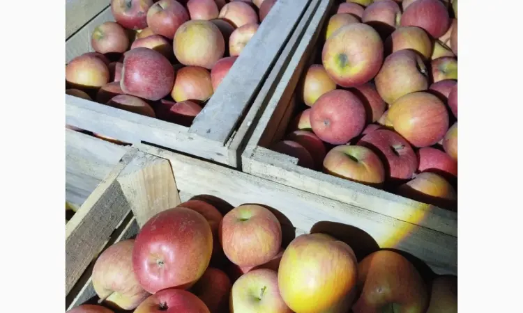Продам яблука сорту фуджі - фото № 5