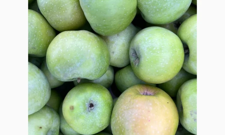 Продаються яблука оптом - фото № 10