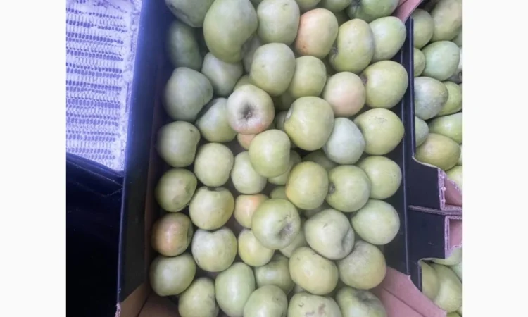 Продаються яблука оптом - фото № 12